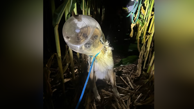 The pup on the night she was found in the cornfield.
